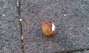 The chestnut