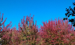 IMAG0281