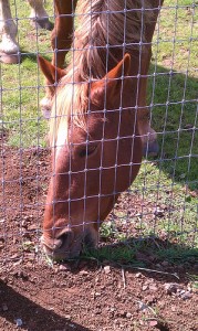 HORSE!