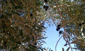 Olives!