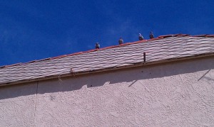 Pigeons and Pismo